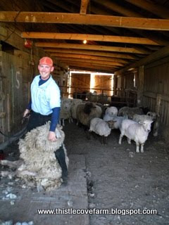 Sheep Shearing 2010