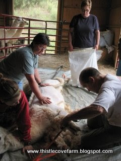 Alpaca Shearing Day